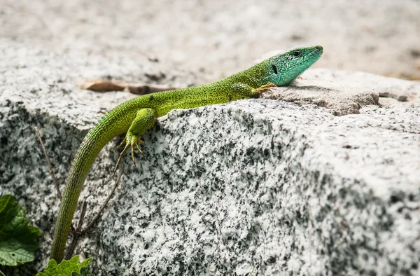 European green lizard — Stock Photo, Image
