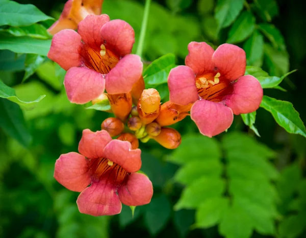 Trumpet vine flowers (Campsis radicans) — Stock Photo, Image