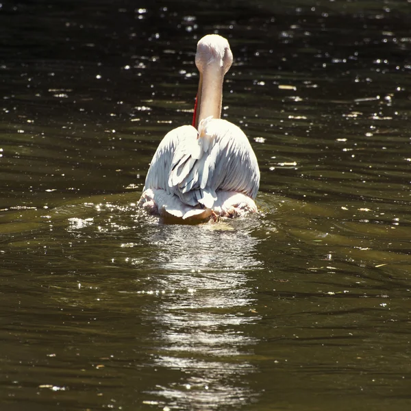 Rear view of the Great white pelican — Stock Photo, Image