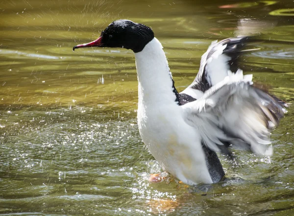 Сумасшедшая чёрно-белая птица — стоковое фото