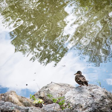 Yeşilbaş ördek Gölü kıyısında oturur