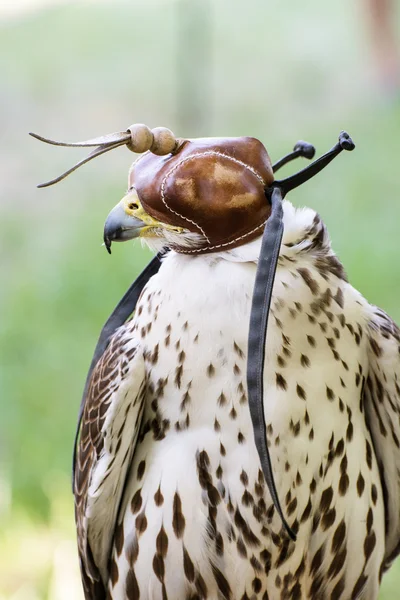 One Lanner falcon (Falco biarmicus) — Stock Photo, Image