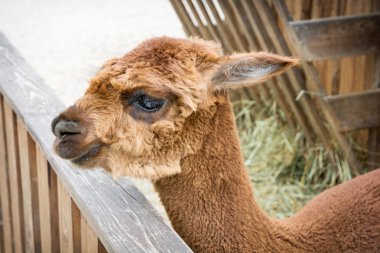 alpaka yavrusu portresi