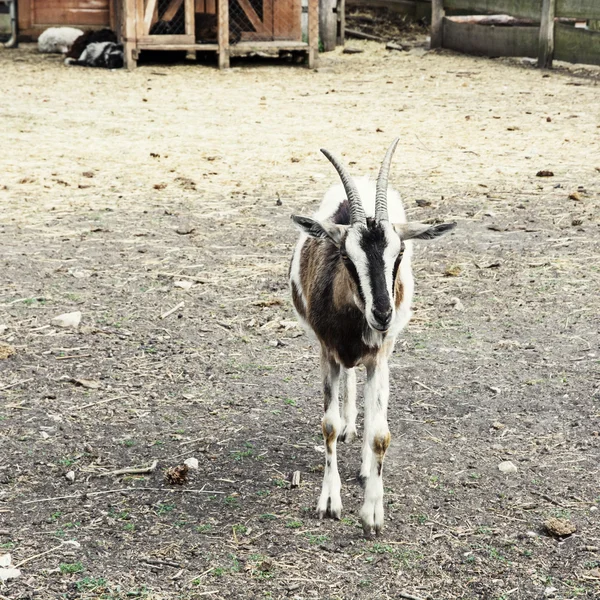 Posando cabra — Foto de Stock