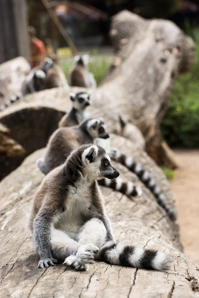 Lemur białogłowy (Lemur catta)) — Zdjęcie stockowe