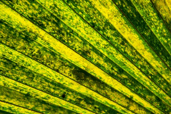 Bela folha de palma tropical — Fotografia de Stock