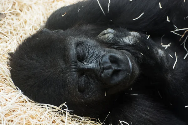 Westlicher Flachlandgorilla (Gorilla gorilla gorilla gorilla)) — Stockfoto