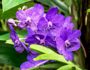 Dendrobium (Dendrobium bigibbum iki seviştiği)