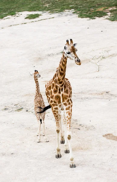 Girafe de Rothschild (Giraffa camelopardalis rothschildi) ) — Photo