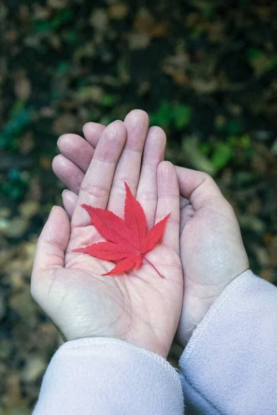 Woman Hands Red Leaf Symbol Nature — Stock Photo, Image