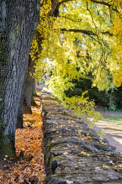 Paisaje Otoñal Arboreto Tesarske Mlynany República Eslovaca Destino Turístico — Foto de Stock