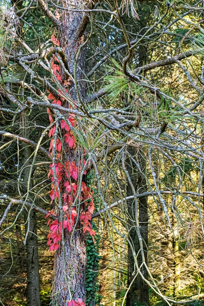 Podzimní Scenérie Arboretu Tesarské Mlynany Slovenská Republika Cíl Cesty — Stock fotografie