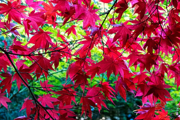 Czerwone Liście Arboretum Tesarske Mlynany Republika Słowacka Cel Podróży — Zdjęcie stockowe