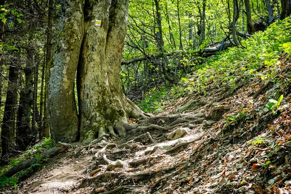 Tourist Path Big Deciduous Tree Tourist Sign Klak Hill Slovak — Zdjęcie stockowe