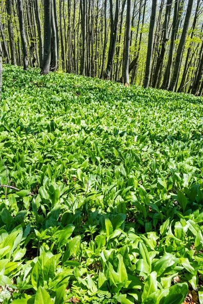 Allium Ursinum Plants Seasonal Natural Scene Klak Hill Slovakia — Stockfoto