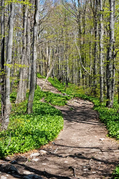 Wiosna Lesie Klak Hill Republika Słowacka Sezonowa Scena Naturalna — Zdjęcie stockowe