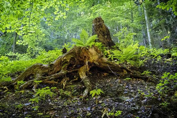 Janosik Holes Küçük Fatra Slovakya Cumhuriyeti Ndeki Ölü Ağaç Mevsimsel — Stok fotoğraf