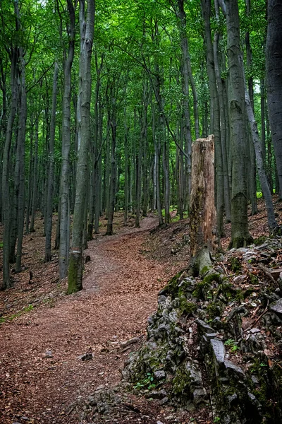 Footpath Deciduous Forest Little Carpathians Slovak Republic Central Europe Seasonal — Fotografia de Stock
