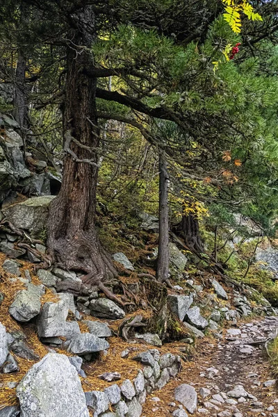 Scena Jesienna Lesie Iglastym Dolina Mengusovska Tatry Wysokie Republika Słowacka — Zdjęcie stockowe
