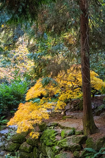 Herbstliche Landschaft Arboretum Tesarske Mlynany Slowakische Republik Reiseziel — Stockfoto