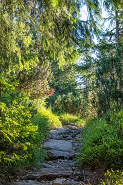 Kozalaklı ormanlarda, yüksek Tatra dağlarında, Slovak cumhuriyetinde patika. Yürüyüş teması. Mevsimsel doğal sahne.