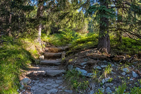 Voetpad Naaldbos Hoge Tatra Bergen Slowakije Wandelthema Seizoensgebonden Natuur — Stockfoto