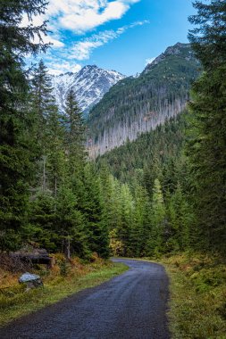 Kozalaklı ormanlarda, Dill Vadisi 'nde, High Tatras Dağı' nda, Slovakya Cumhuriyeti 'nde turist yolu. Yürüyüş teması. Mevsimsel doğal sahne.