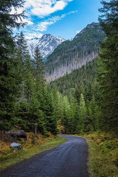 Tourist Path Coniferous Forest Dill Valley High Tatras Mountain Slovak — Stock Photo, Image