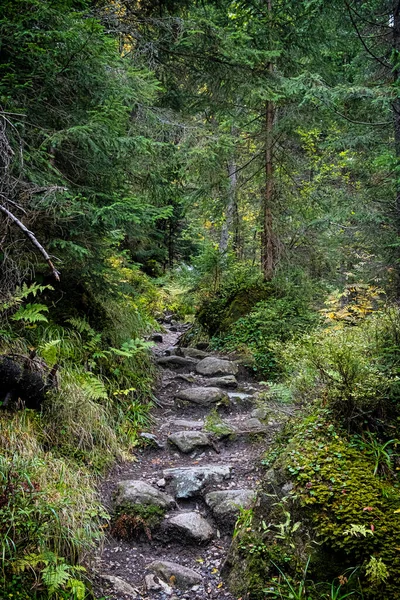 Kozalaklı Ormandaki Patika Dill Vadisi Yüksek Tatras Dağı Slovakya Cumhuriyeti — Stok fotoğraf