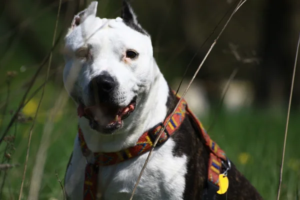 Amstaff — Stockfoto