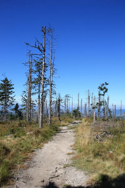 Pieniny pine — Stockfoto