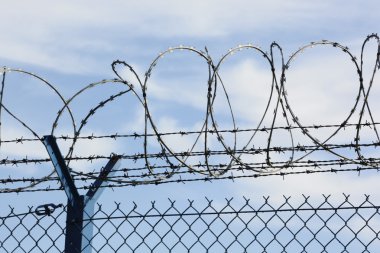 Champ de maïs à la récolte