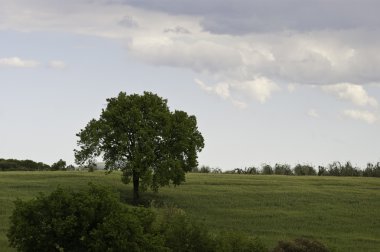 Ізольована дерево з хмара тло