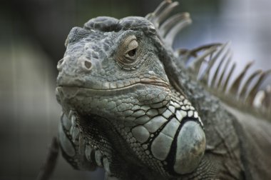 Yeşil iguana