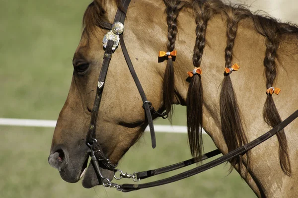 Cavalo domesticado com tranças — Fotografia de Stock