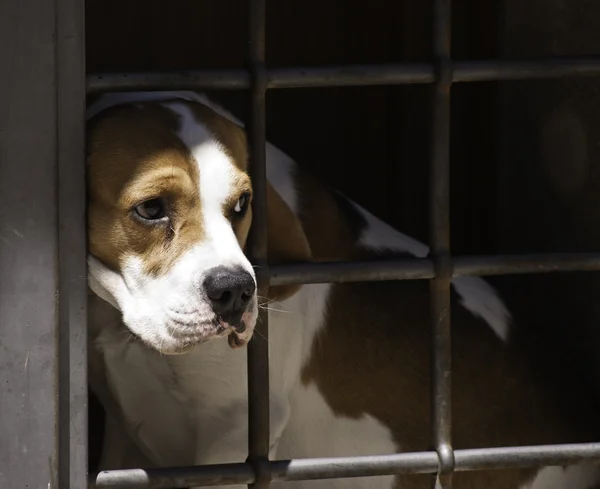köpek çubuklar arasındaki
