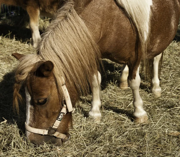 Domestikovaný kůň pasoucí se — Stock fotografie