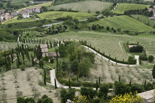 Weg met cipress bomen in Toscane — Stockfoto