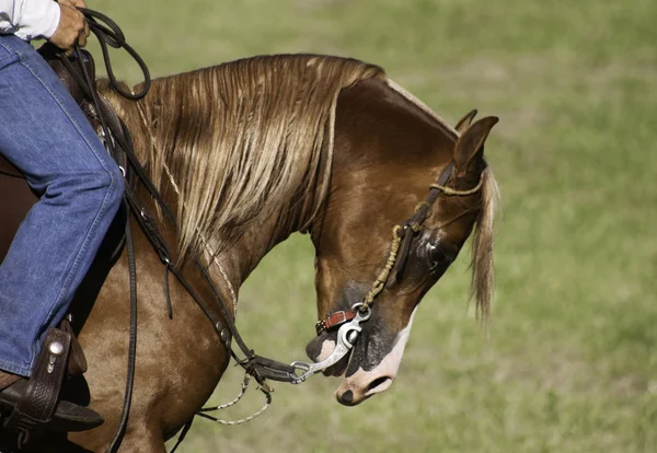 Domesticerade hästen under show — Stockfoto