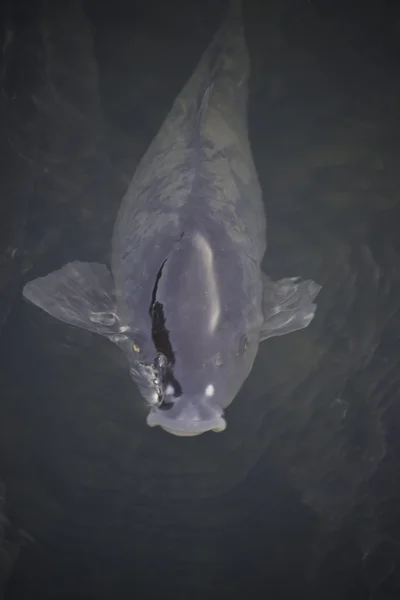 Front view of a carp in a river — Stock Photo, Image