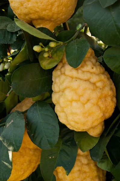 büyük limon