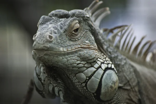 Zielony iguana — Zdjęcie stockowe