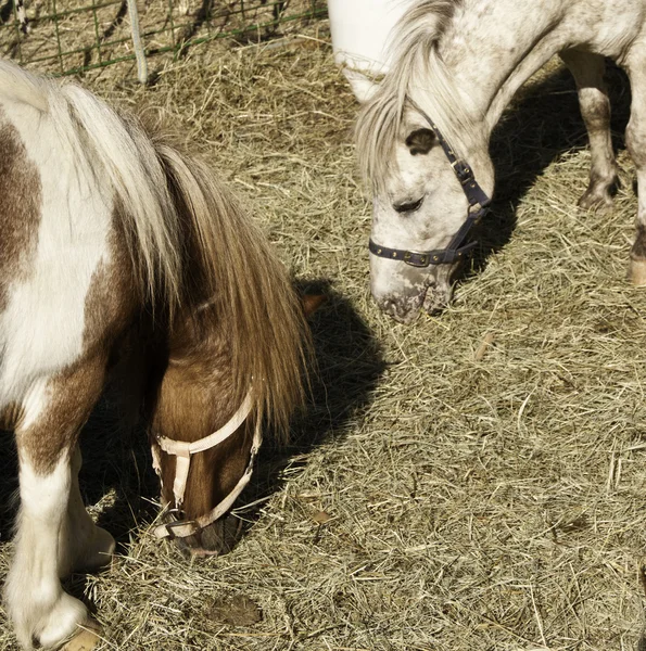 驯化的马匹在农田中 — 图库照片