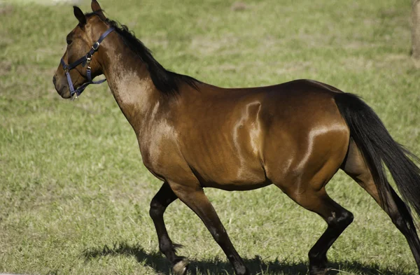 Hnědé jezdecké koně — Stock fotografie
