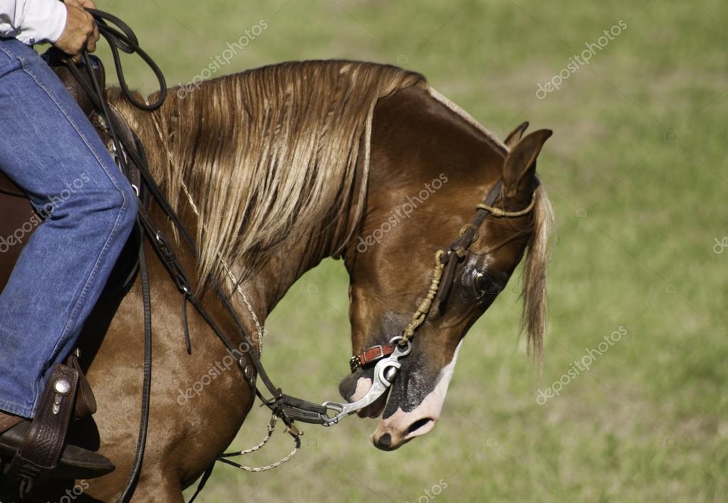 Domesticated horse during show — Stock Photo © heavyrobbie 35652321