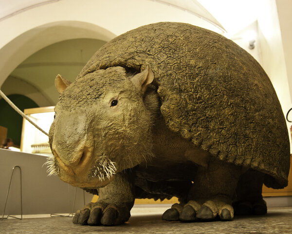 Glyptodon reproduction in a museum