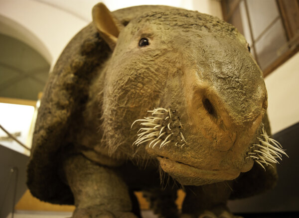 Glyptodon representation in a museum