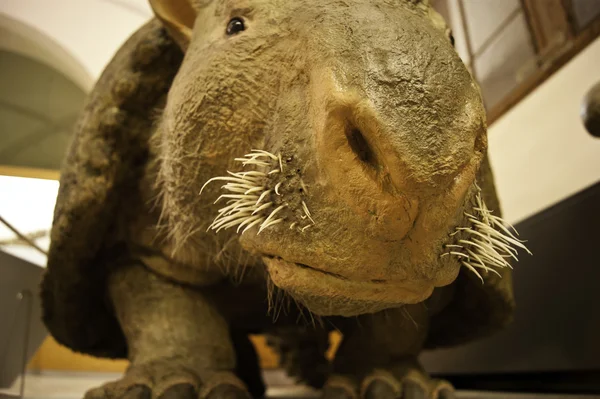 การสืบพันธุ์ Glyptodon — ภาพถ่ายสต็อก