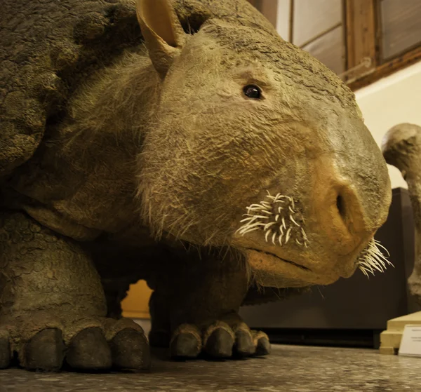 การทําสําเนาพิพิธภัณฑ์ของ Glyptodon — ภาพถ่ายสต็อก