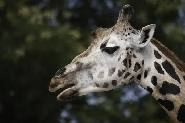 West african giraffe close up — Stock Photo, Image